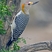 Golden-fronted Woodpecker